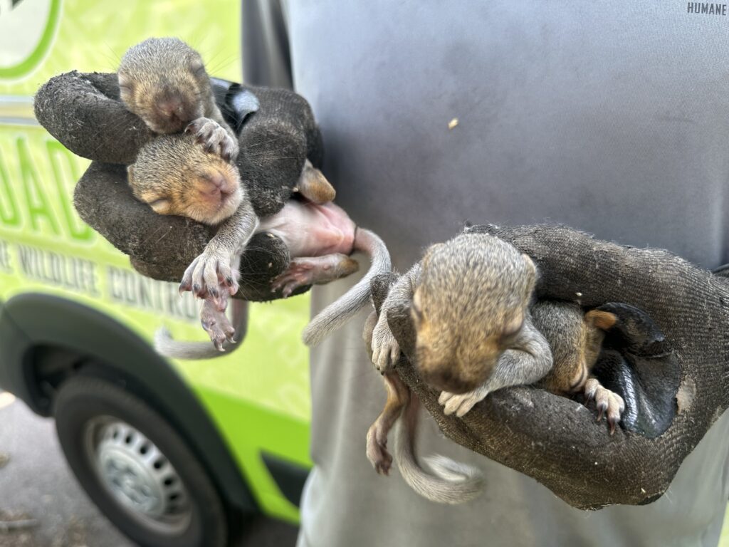 Close-up of four tiny, sleeping baby squirrels being held gently in the gloved hands of a Skedaddle technician in front of a service van.
