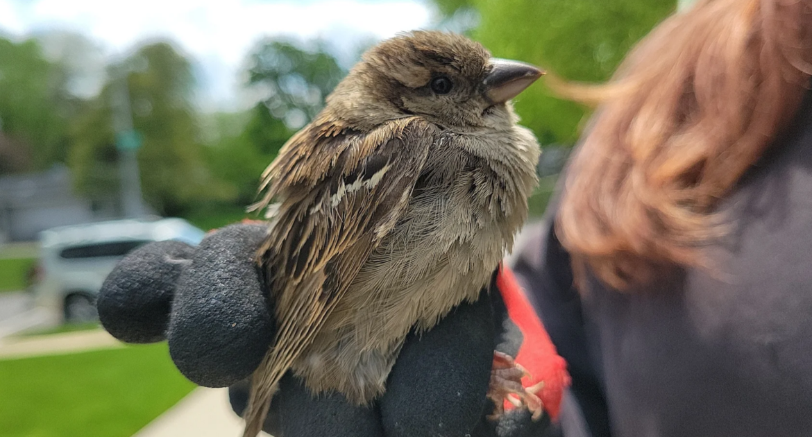 A small brown sparrow being held safely by a technician wearing a black and red protective glove during a humane relocation.