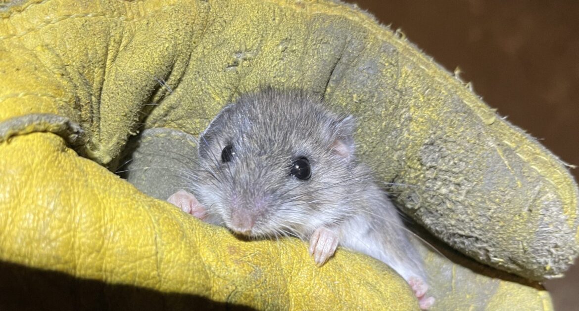 A tiny grey house mouse being held gently inside a thick yellow protective work glove.