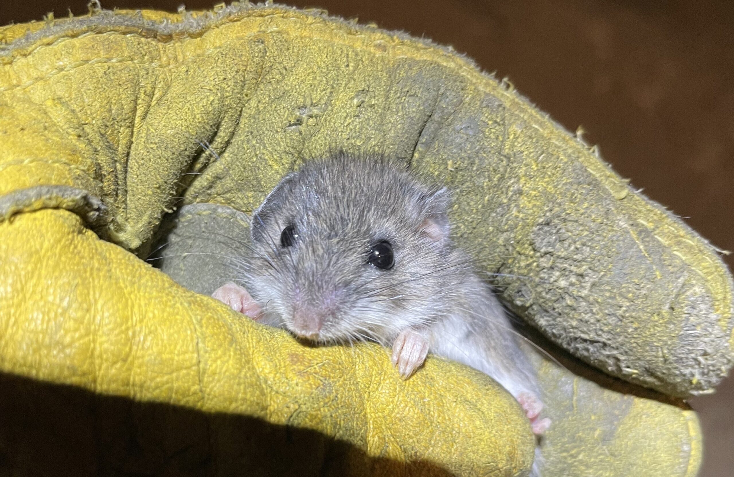 A tiny grey house mouse being held gently inside a thick yellow protective work glove.