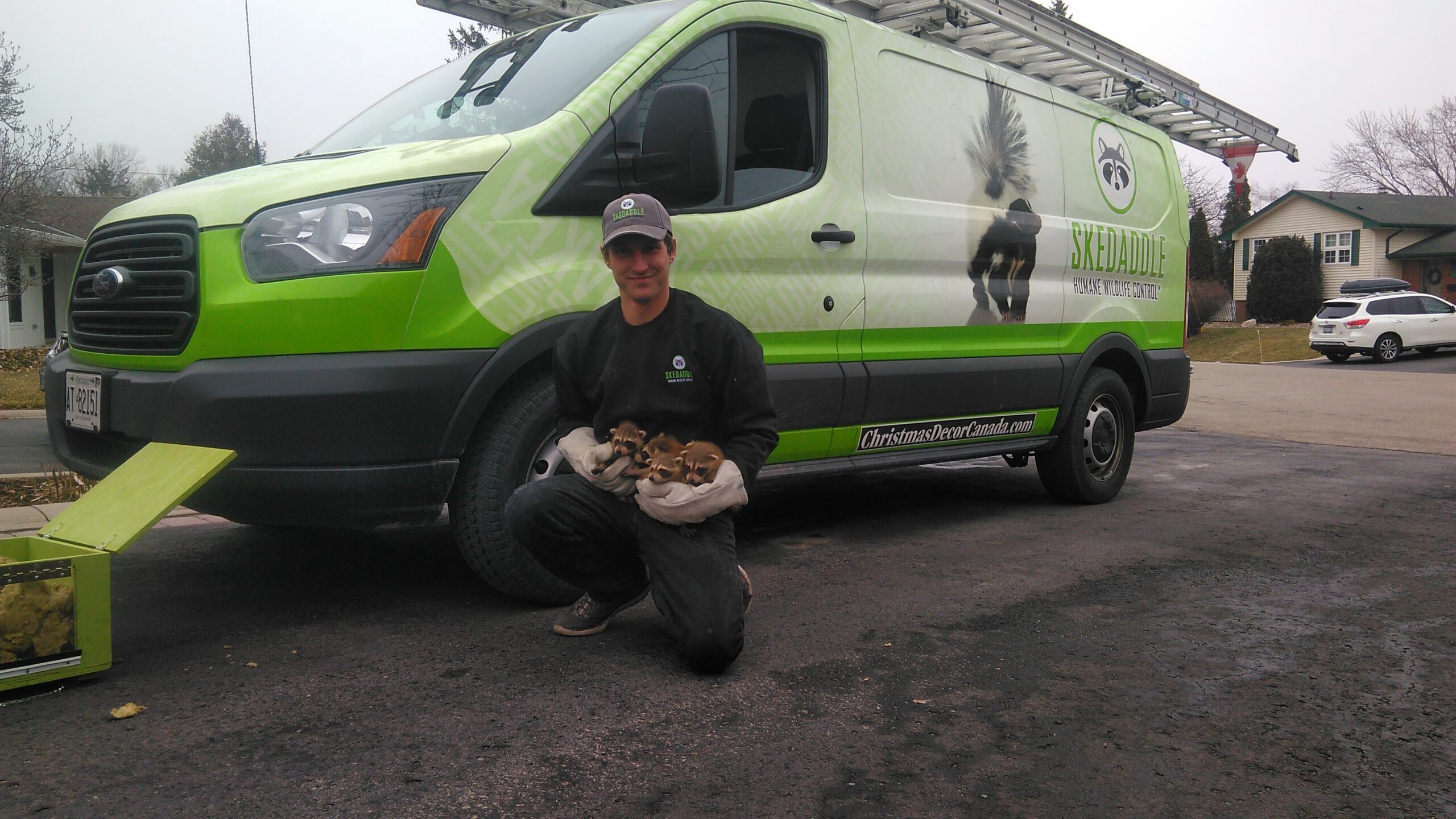 A Skedaddle Wildlife technician in Ajax wearing protective gloves and holding four baby raccoons in front of a branded service van.