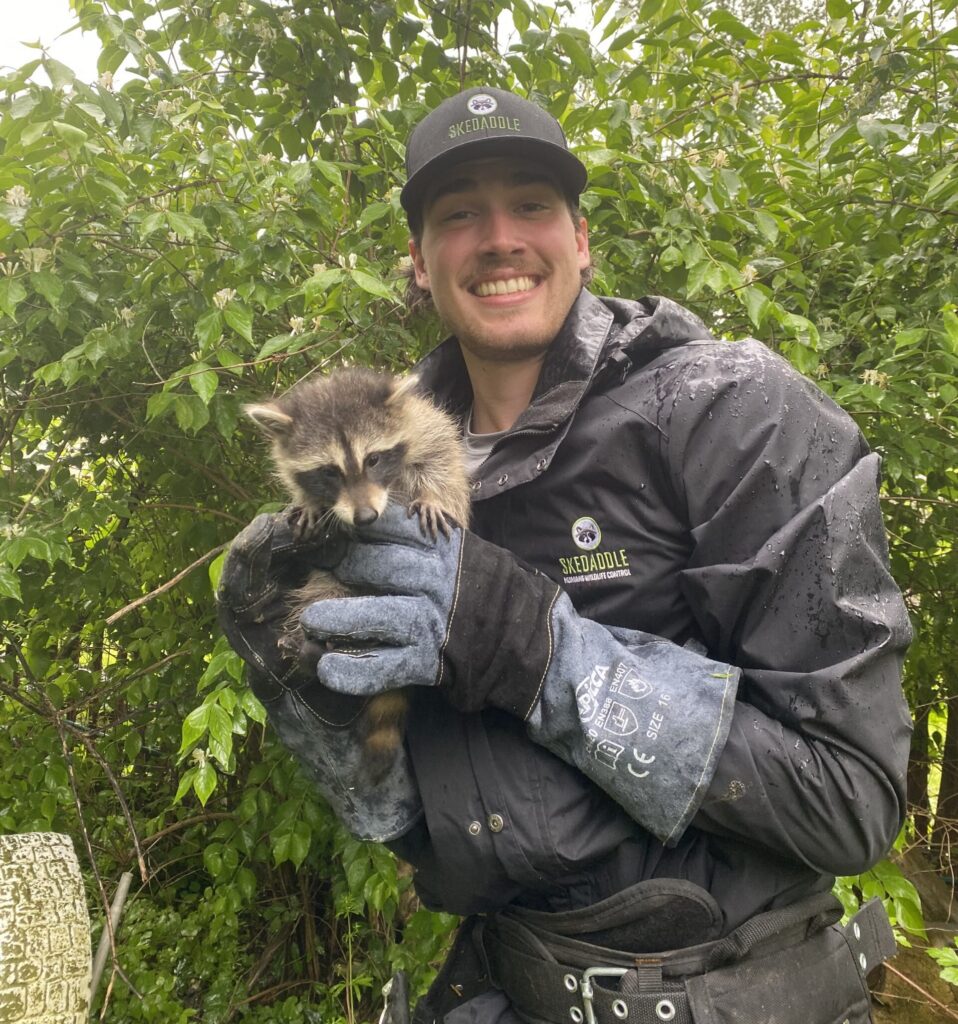 A smiling Skedaddle wildlife technician wearing a branded hat and jacket, safely holding a fluffy baby raccoon with heavy-duty protective gloves outdoors near green foliage.