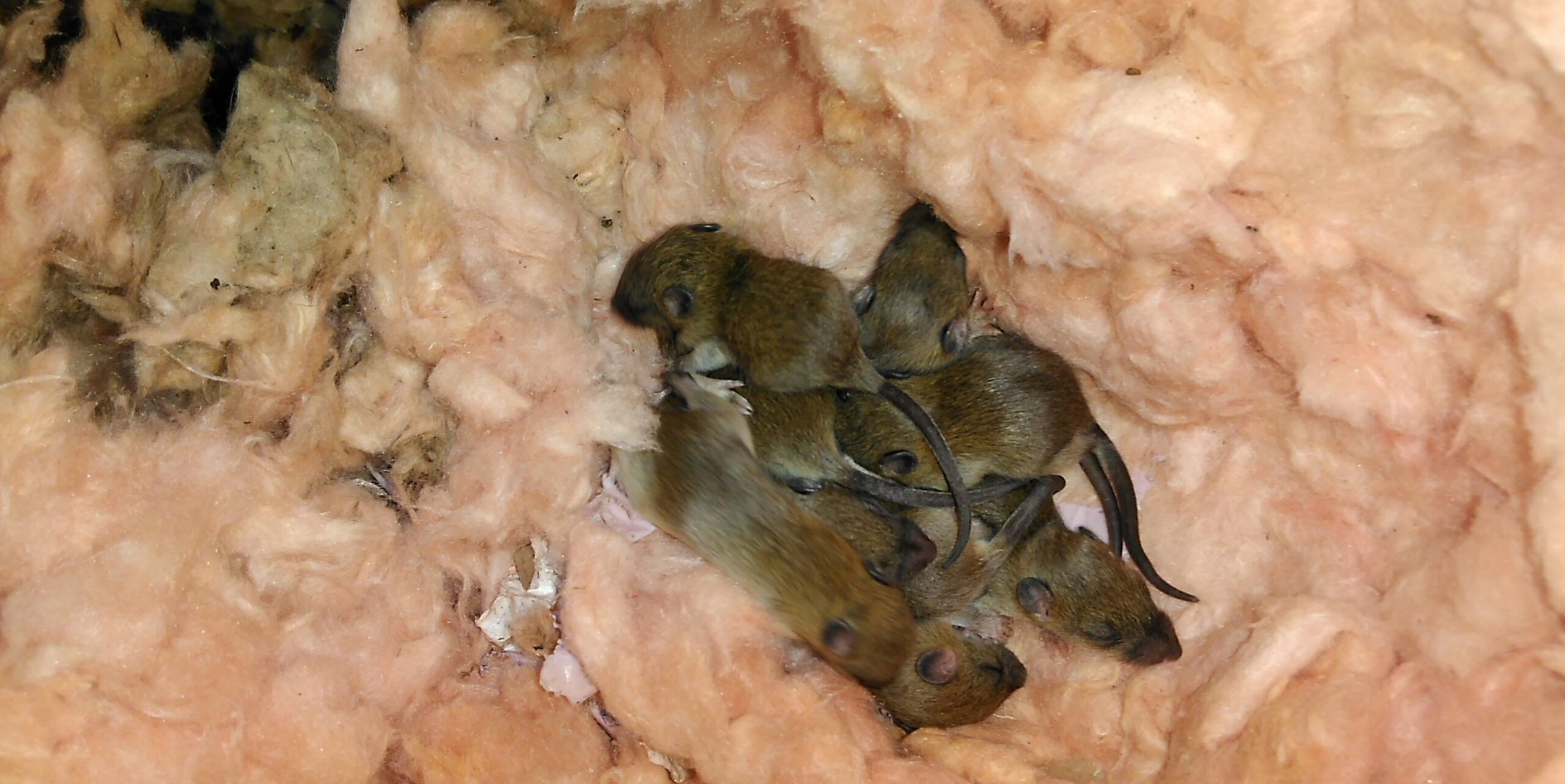 A group of several small brown mice huddling together inside a nest burrowed into pink fiberglass attic insulation.