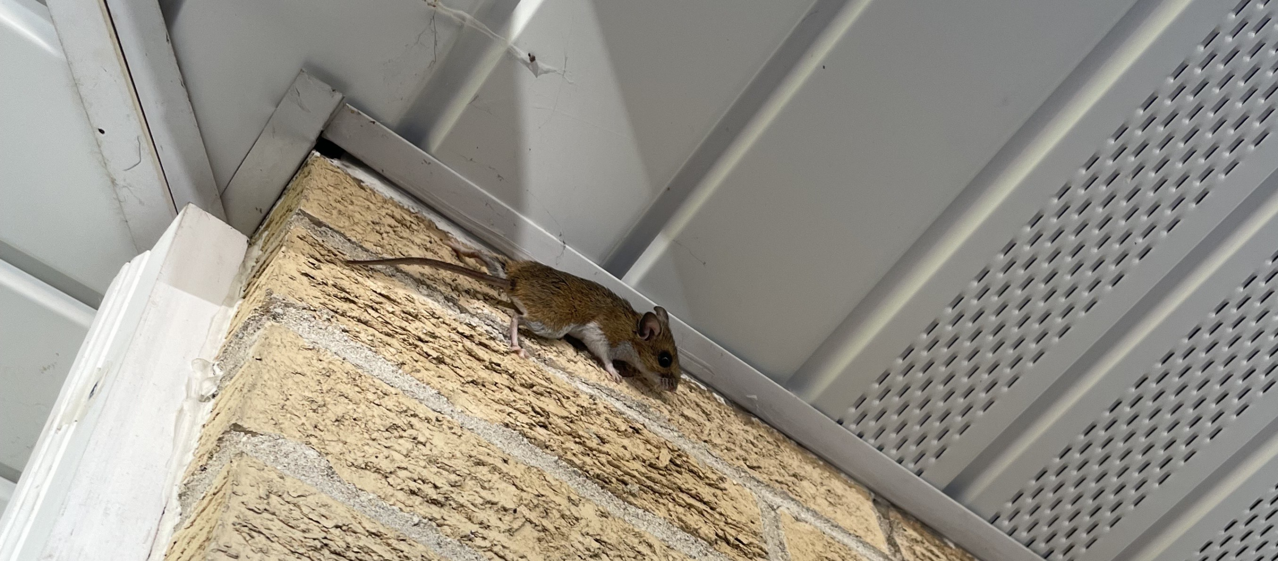 A small brown field mouse climbing a textured tan brick wall near a white soffit in Niagara.