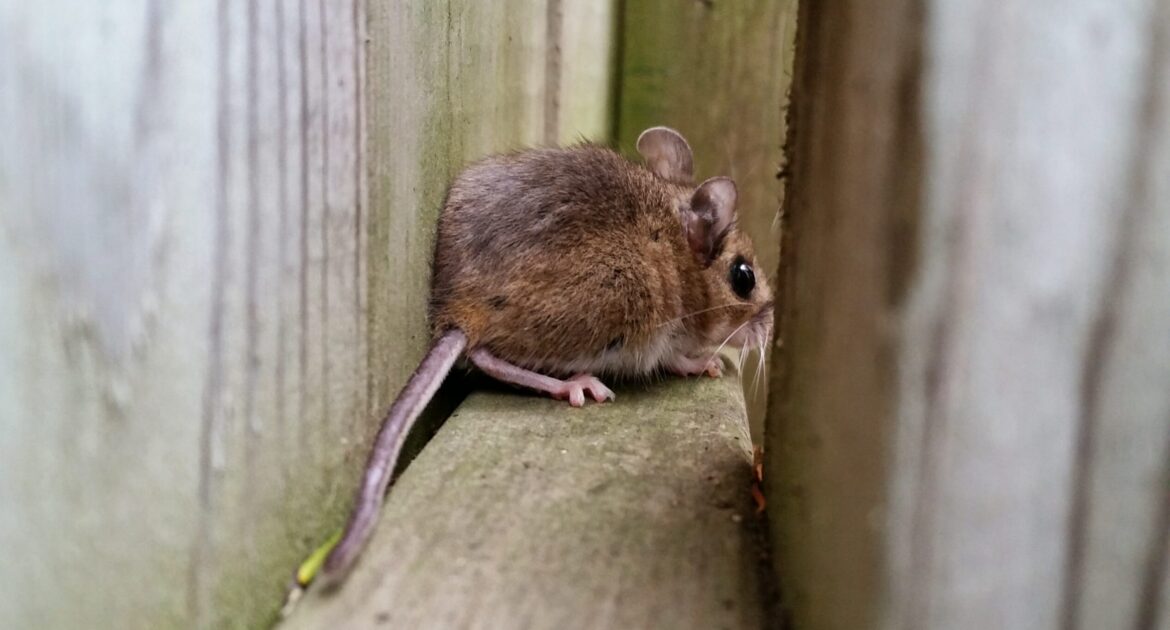 A small brown field mouse squeezed between wooden slats of a fence or window well structure.