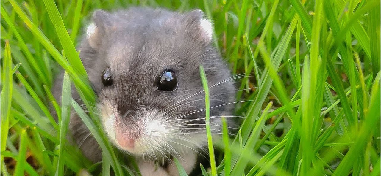 Mouse Sits in the Grass