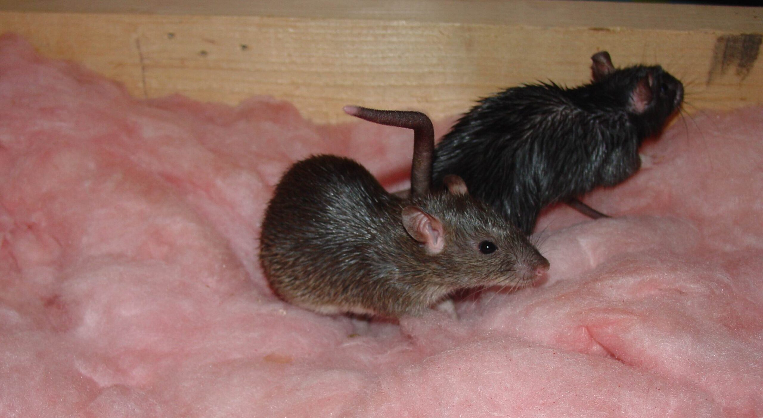 Two Norway rats nesting in pink fiberglass attic insulation.
