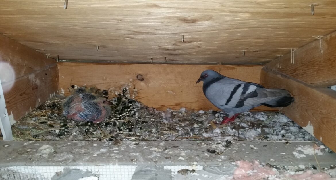 An adult pigeon standing near its chick in a nest made of droppings and debris inside a wooden ceiling or attic crawl space.