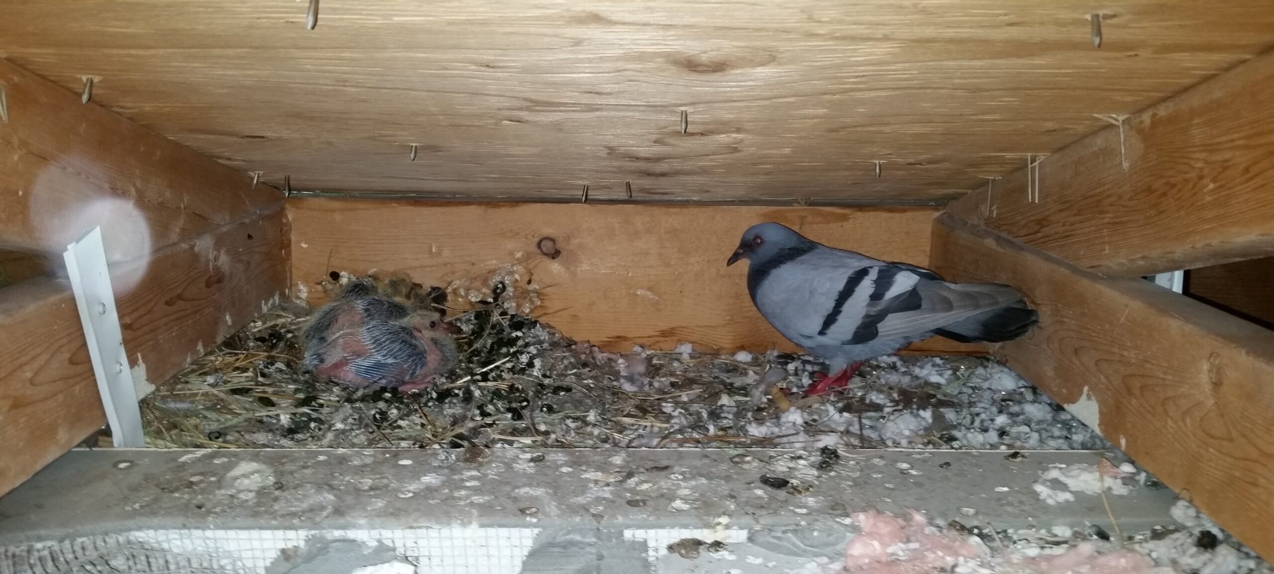 An adult pigeon standing near its chick in a nest made of droppings and debris inside a wooden ceiling or attic crawl space.