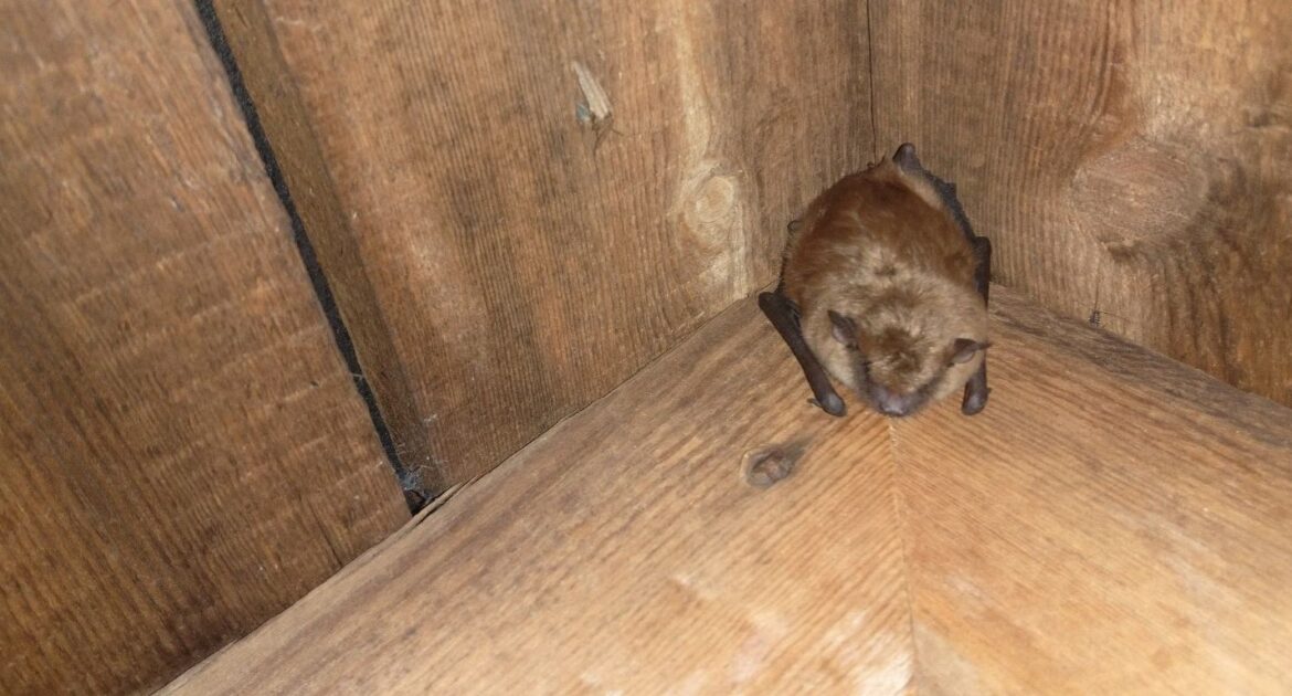 A Skedaddle technician in full protective gear, including a respirator and white coveralls, inspecting a dark attic for bats.
