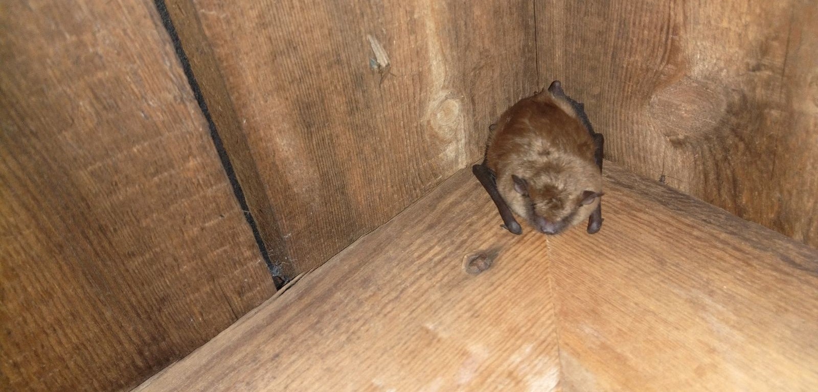 A Skedaddle technician in full protective gear, including a respirator and white coveralls, inspecting a dark attic for bats.