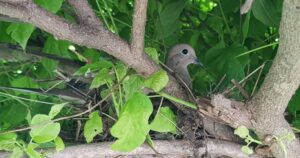 A Skedaddle technician on a ladder installing professional-grade bird exclusion screening along the roofline of a house.