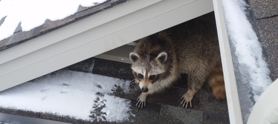 A large raccoon climbing on a grey shingled roof near a plastic roof vent.