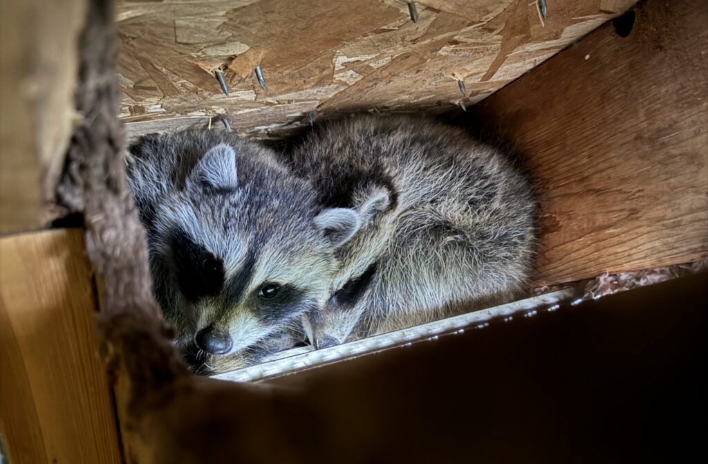 A pair of raccoons huddled together inside a tight wooden wall soffit space with exposed roofing nails above them.