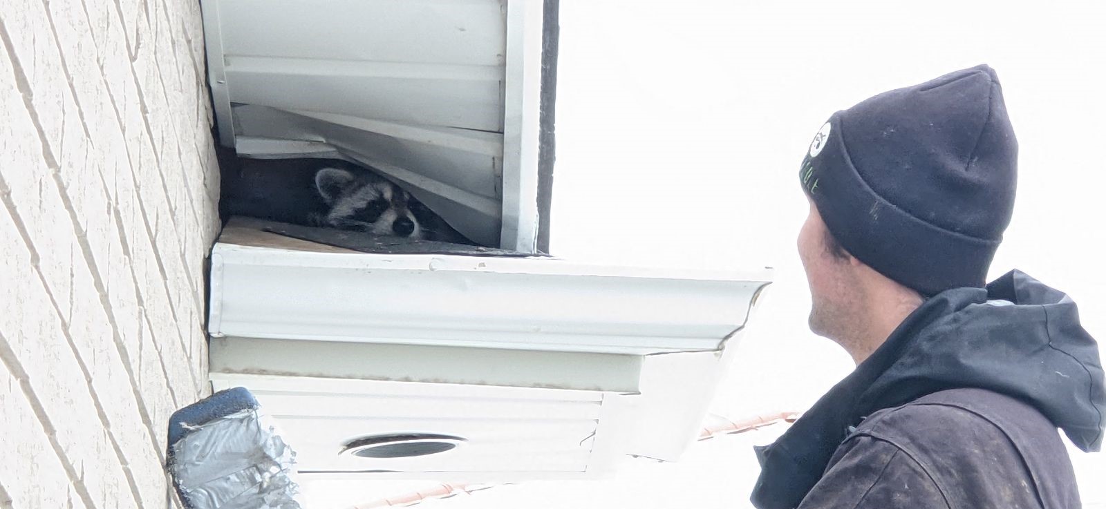 A Skedaddle technician in a black beanie looking up at a raccoon hiding inside a gap in a white residential soffit and gutter system.