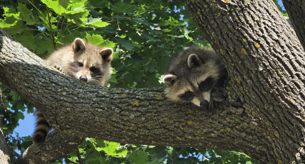 Two young raccoons peeking over a thick tree branch with green maple leaves in the background.