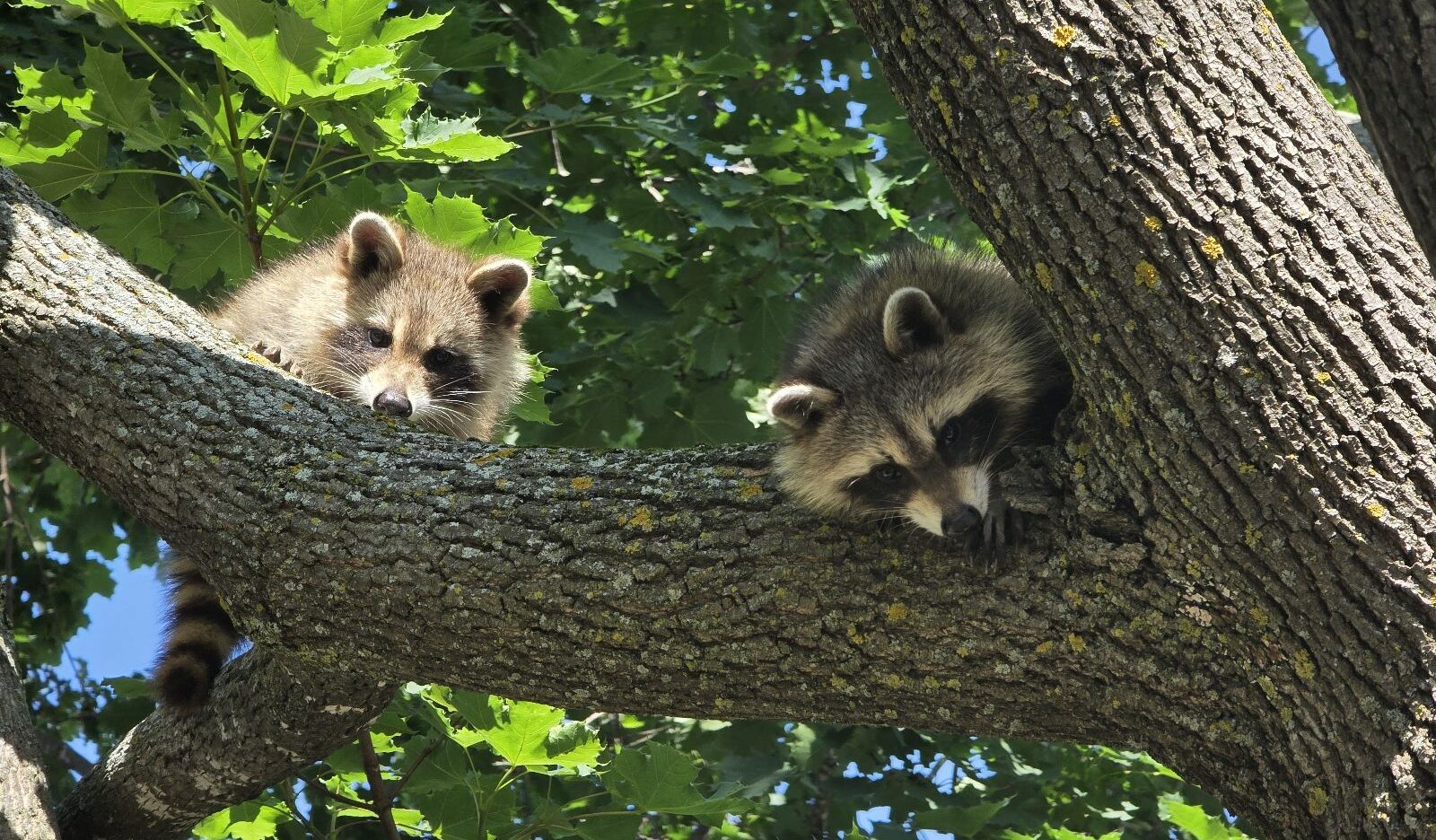 Two young raccoons peeking over a thick tree branch with green maple leaves in the background.