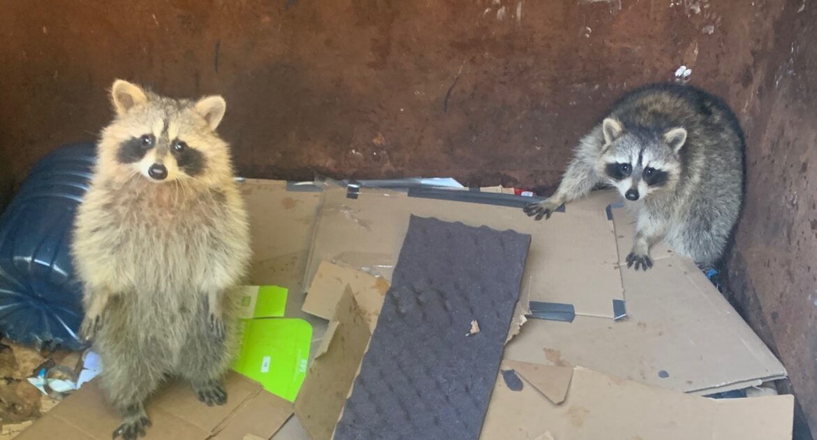 Two raccoons standing on cardboard inside a large metal dumpster, looking up at the camera.