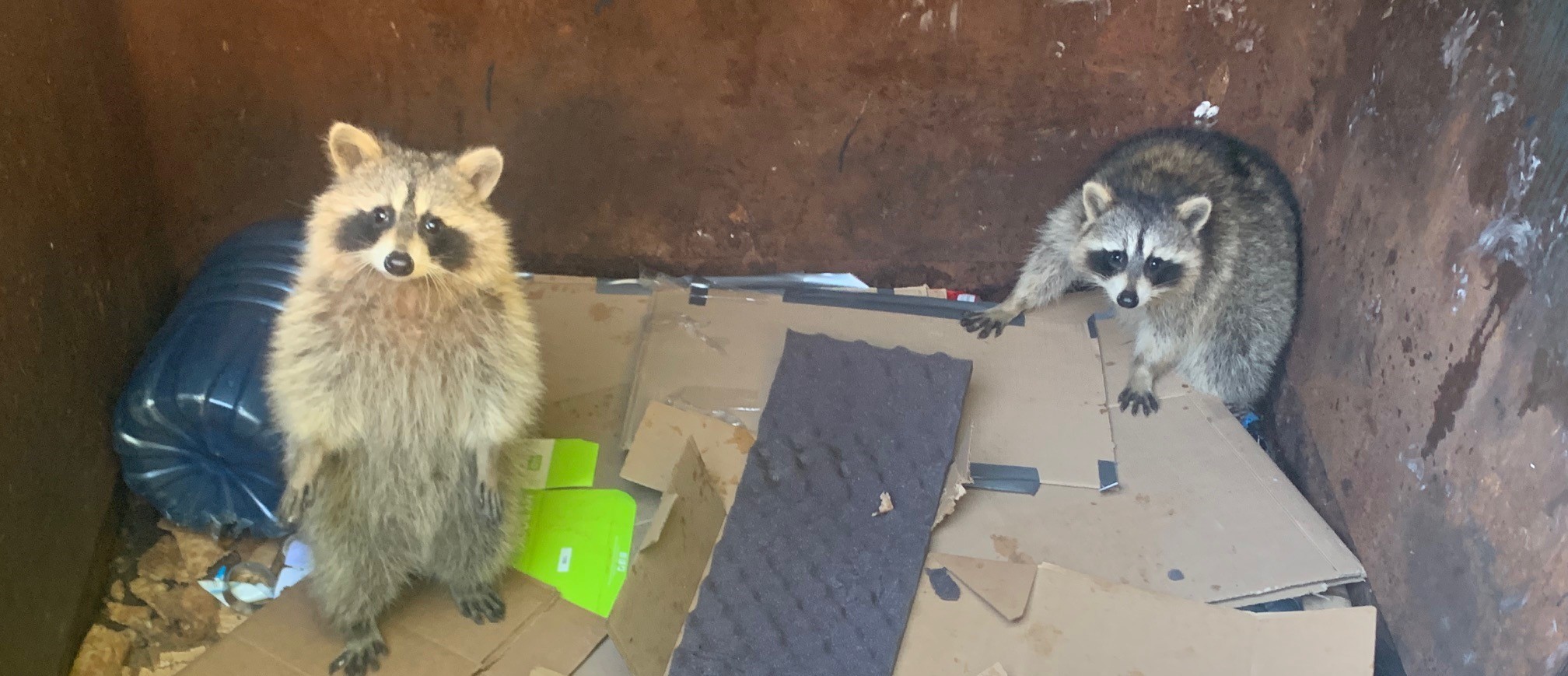 Two raccoons standing on cardboard inside a large metal dumpster, looking up at the camera.