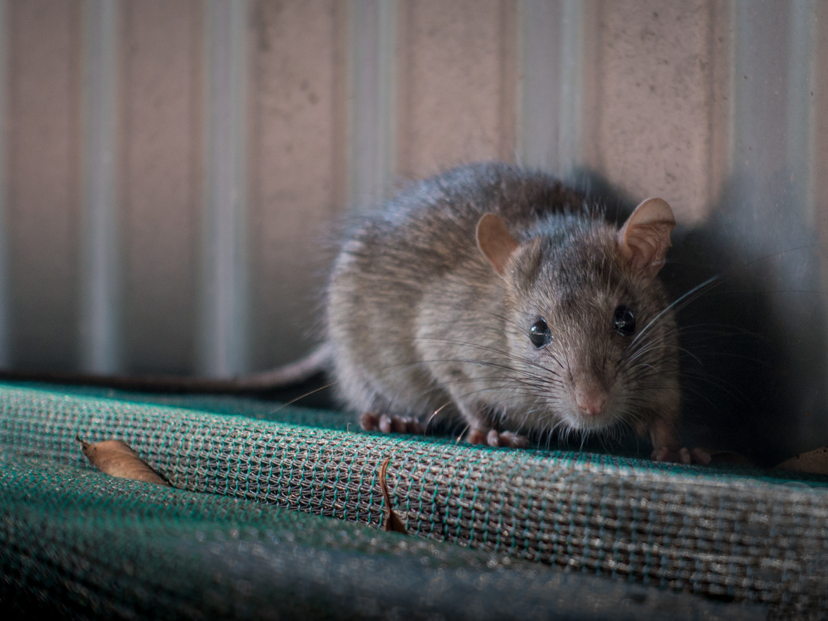 A close-up of a brown rat peering out from a dark corner near a wire mesh barrier, highlighting common home entry points.