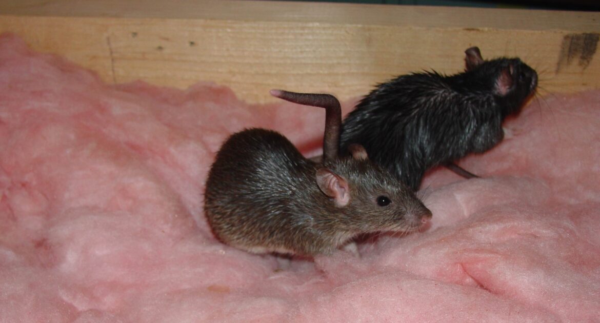 Two brown rats nesting in pink fiberglass attic insulation near a wooden ceiling joist.
