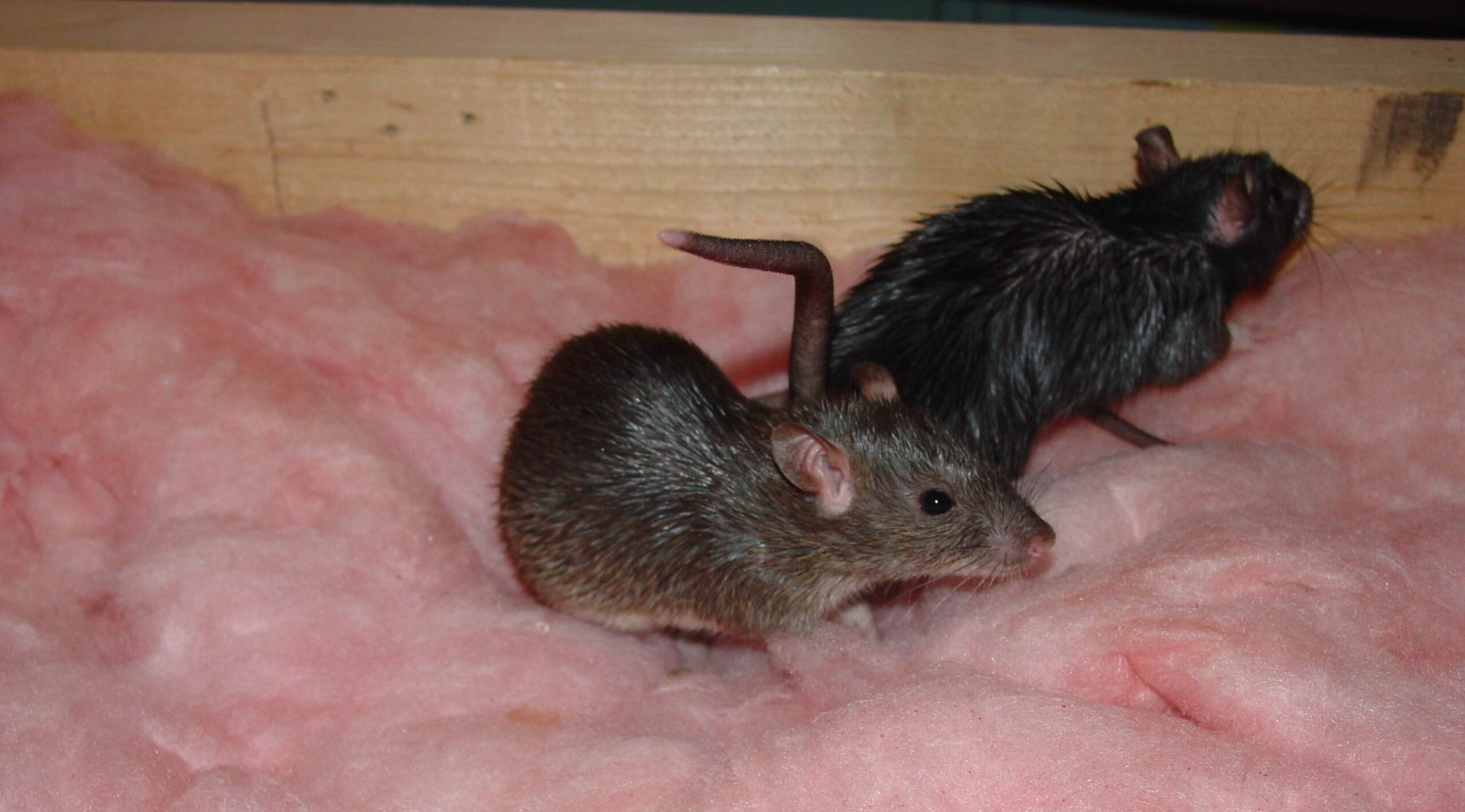 Two brown rats nesting in pink fiberglass attic insulation near a wooden ceiling joist.