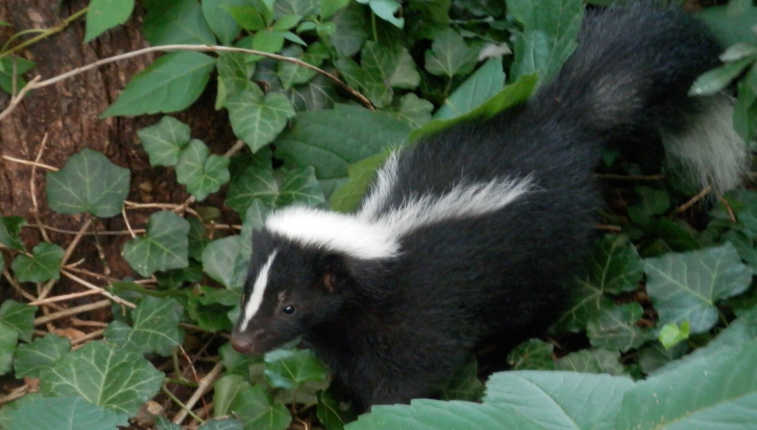 A striped skunk walking through thick green ivy and garden foliage in a residential backyard.