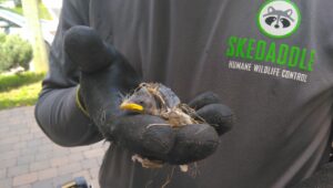 A Skedaddle technician wearing a black branded shirt and protective gloves holding a small baby bird with nesting material.