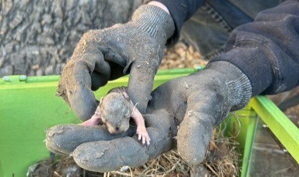A Skedaddle technician in a branded hoodie gently holding a rescued baby squirrel in front of a green Skedaddle service van.