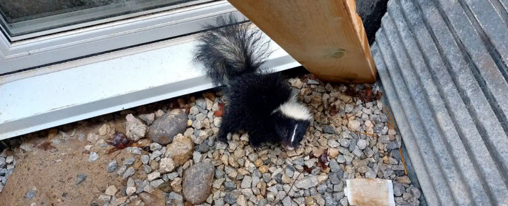 A black and white skunk foraging on gravel right next to a white window frame and home foundation.