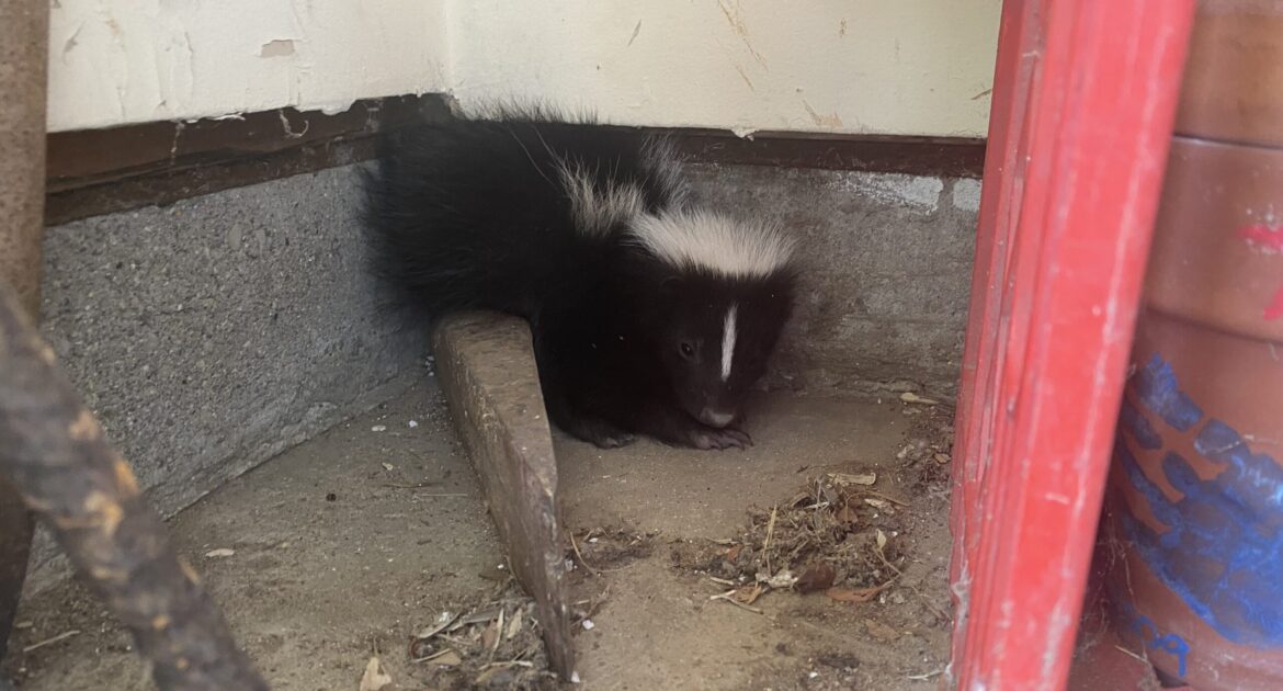 A black and white striped skunk tucked into a corner of a concrete foundation under a porch.