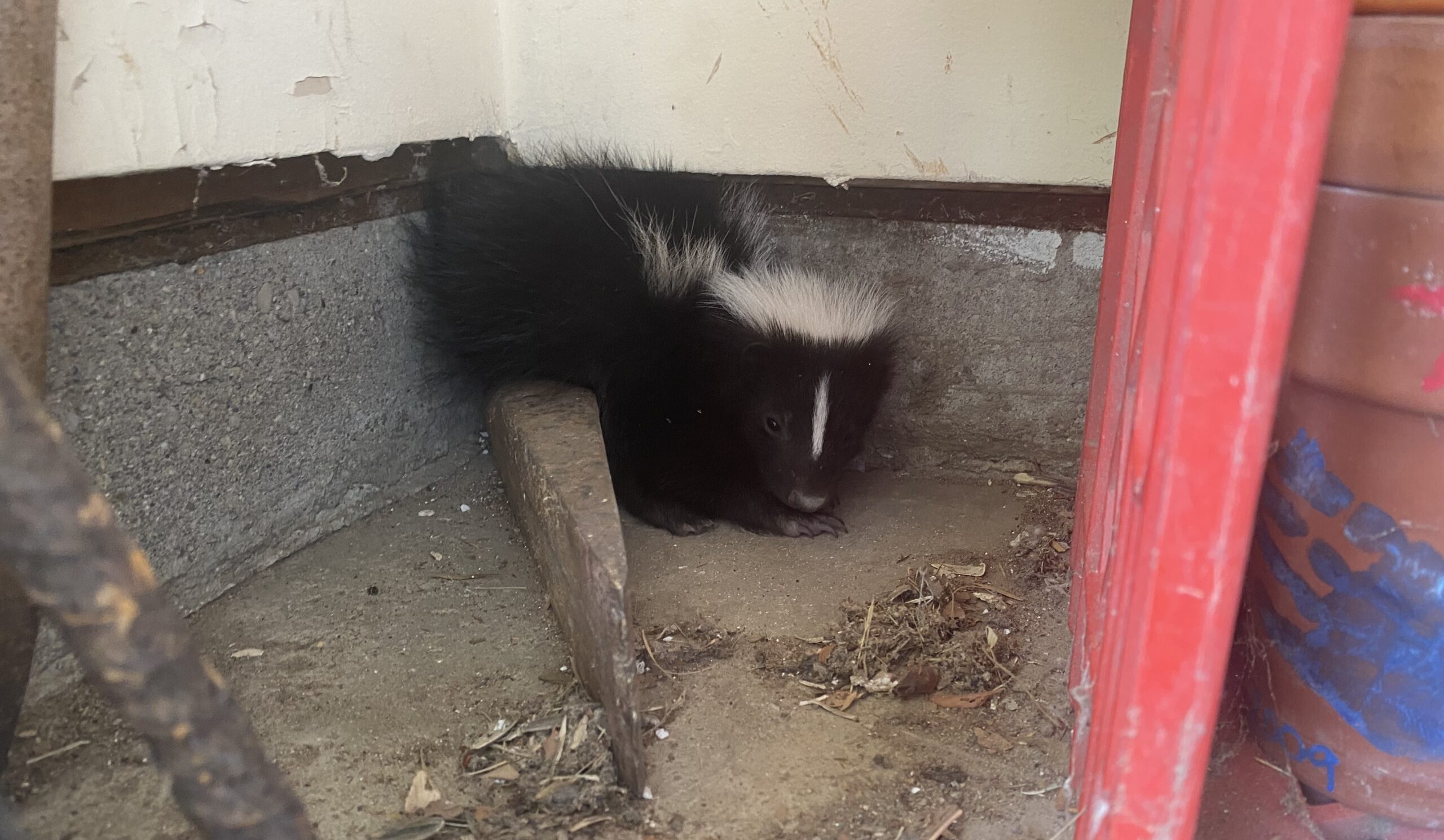 A black and white striped skunk tucked into a corner of a concrete foundation under a porch.
