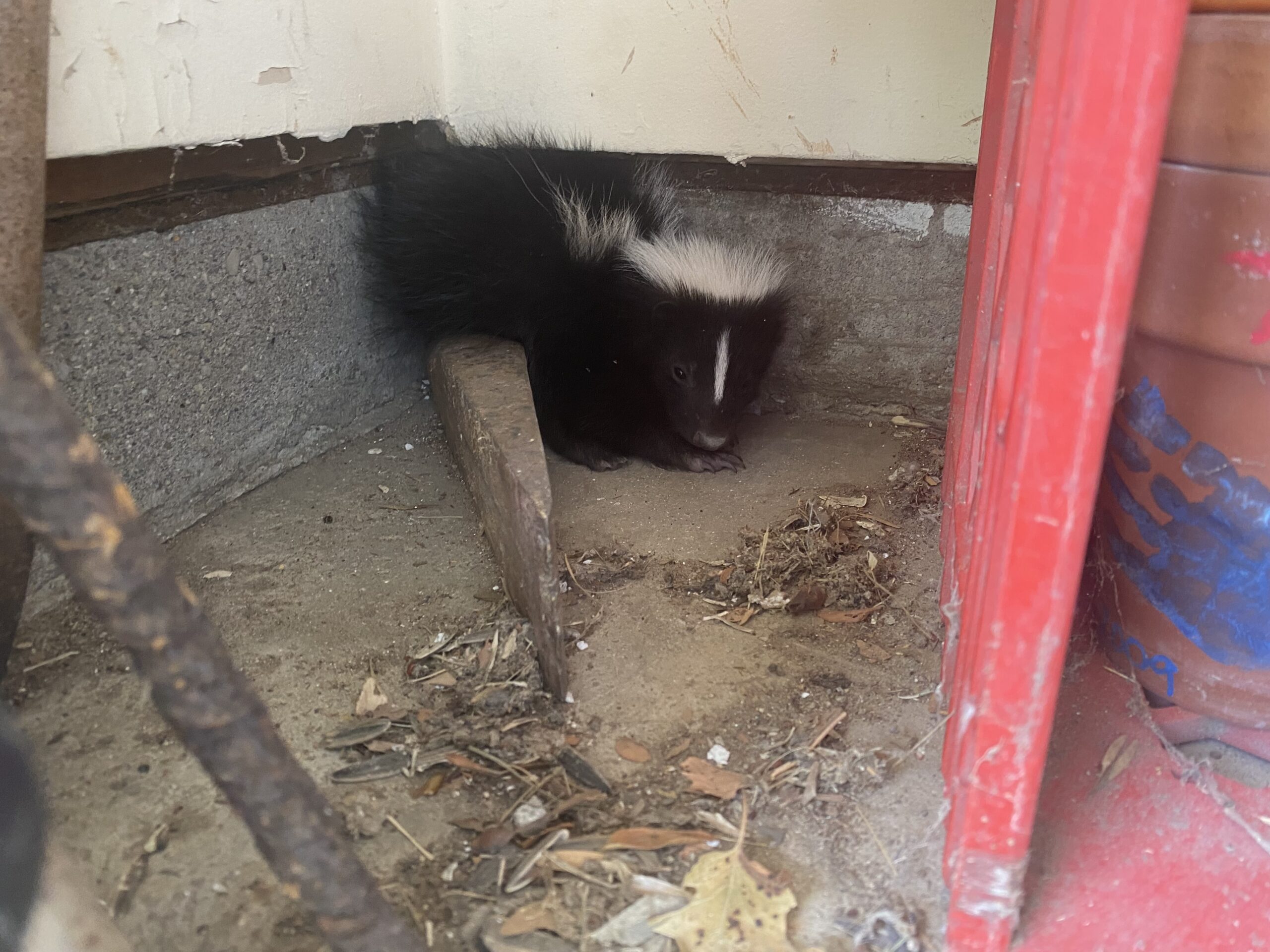 Spring Skunk What Are Skunks Doing In Spring? | Skedaddle Toronto