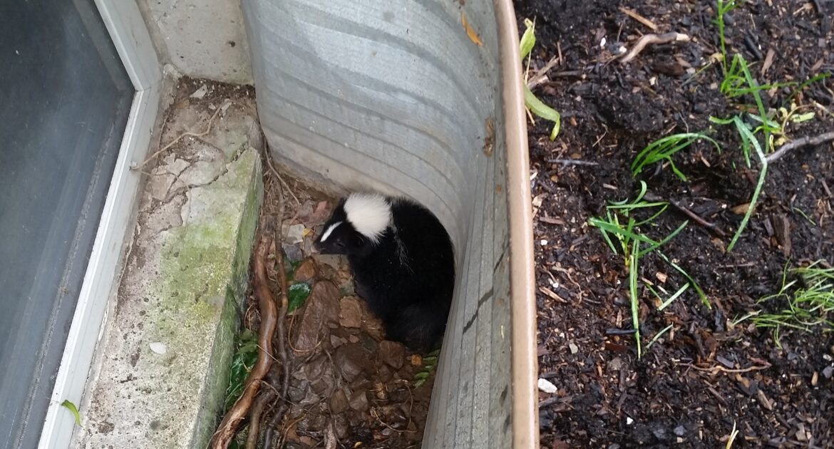 A black and white skunk stuck at the bottom of a corrugated metal window well next to a basement window.