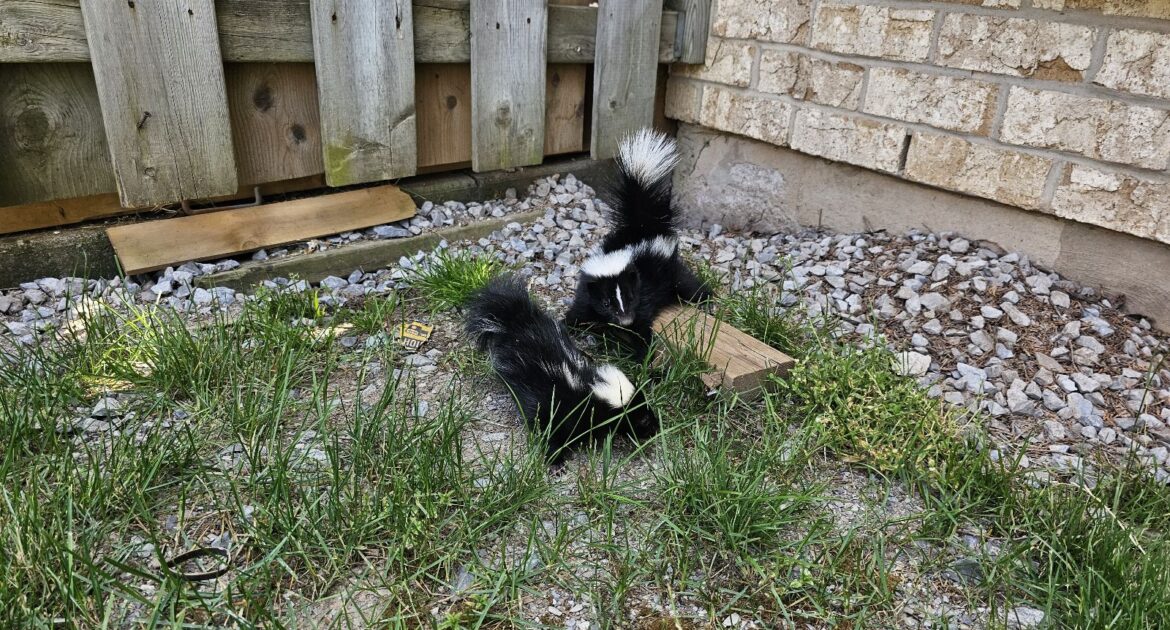 Two black and white skunks foraging in a residential backyard near a wooden fence and gravel landscaping.