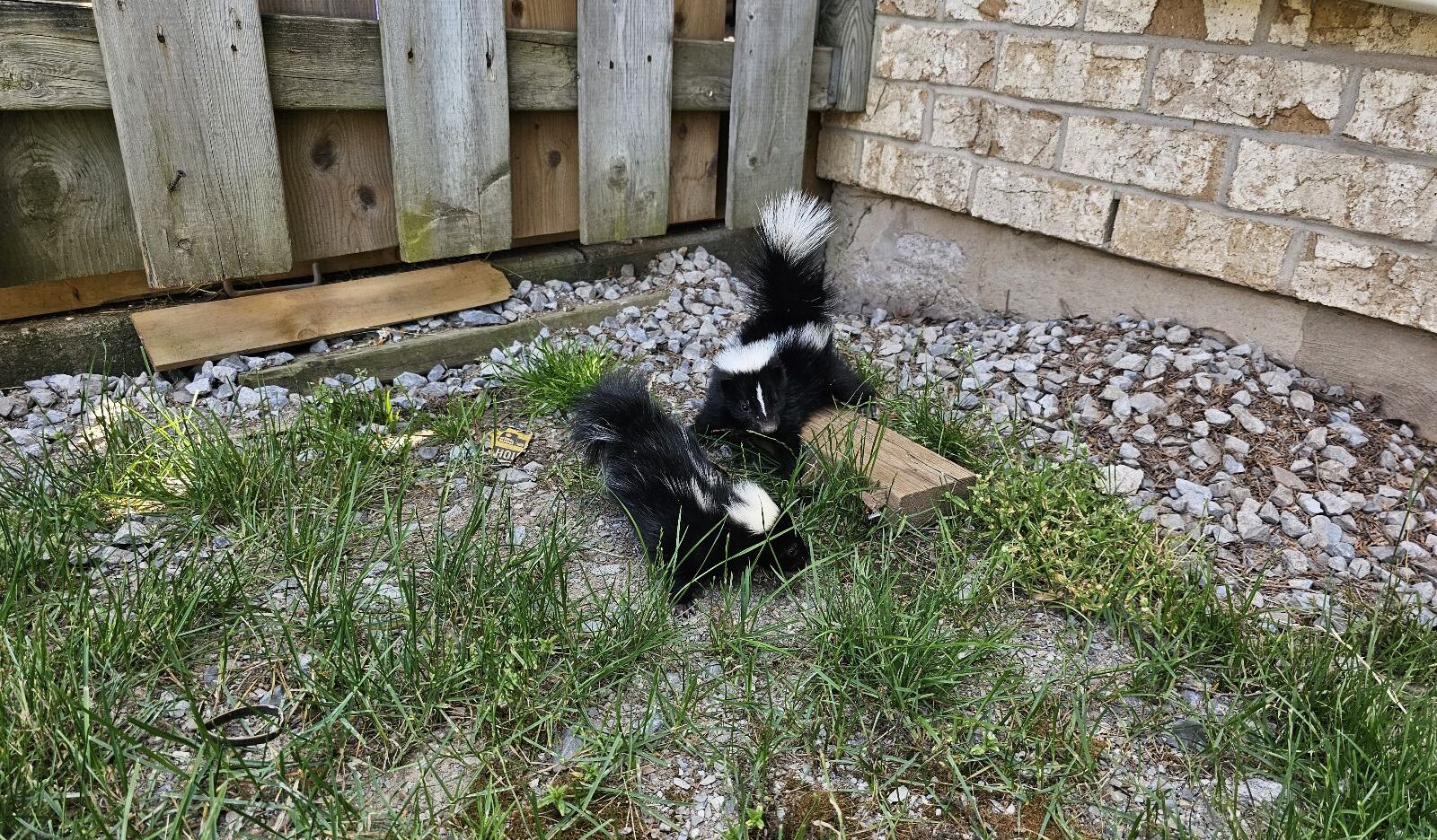 Two black and white skunks foraging in a residential backyard near a wooden fence and gravel landscaping.