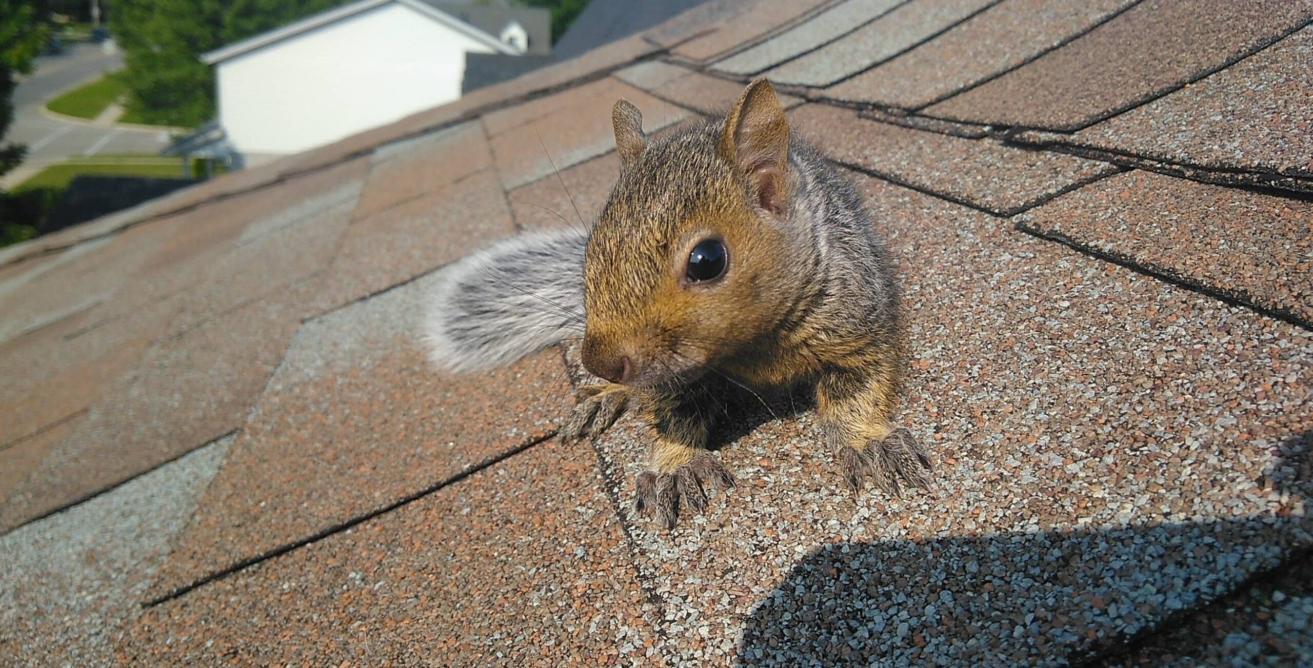 Squirrel on the Roof