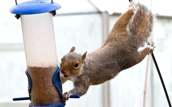 An Eastern grey squirrel performing an acrobatic stretch from a wire to reach a blue and clear plastic bird feeder.