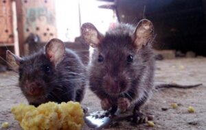 Two dark-furred rats with large ears standing on a dirt floor next to scattered yellow food crumbs.