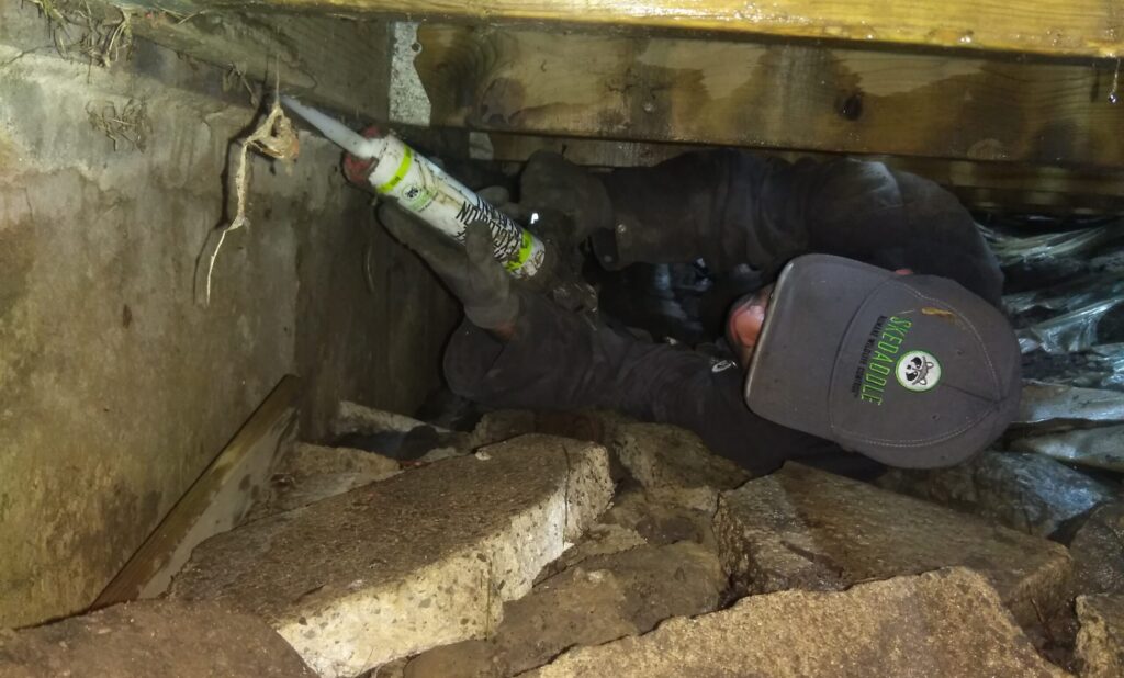 wildlife exclusion crawlspace sealant A Skedaddle technician lying on their back in a tight crawlspace under a deck, applying exclusion sealant to a gap in the foundation.