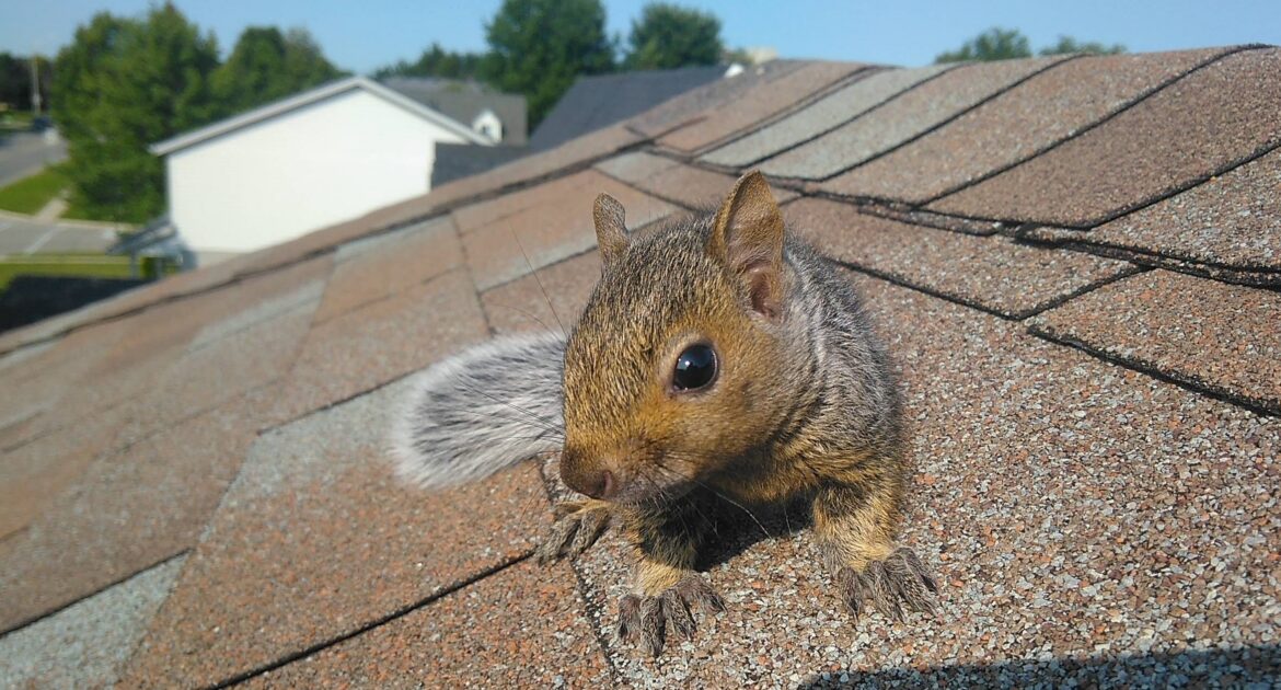 A close-up of a young grey squirrel sitting on brown asphalt roof shingles with a suburban neighborhood in the background.