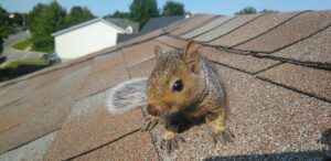 A close-up of a young grey squirrel sitting on brown asphalt roof shingles with a suburban neighborhood in the background.