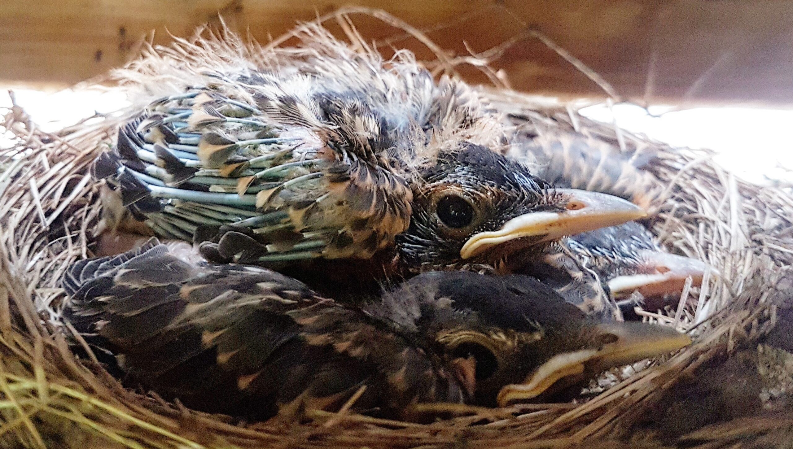 Three juvenile American Robin nestlings with speckled feathers and yellow beaks resting closely together in a straw nest.