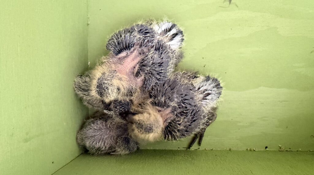 Top-down view of three grey, fuzzy baby birds huddled in the corner of a green wooden structure.
