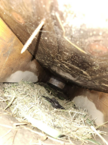A baby otter kit nestled in a bed of dry grass and hay located in the narrow crawl space beneath a wooden shed.