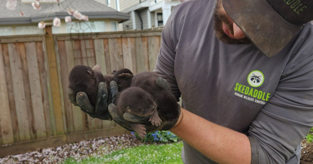 A Skedaddle technician wearing heavy gloves carefully holding three rescued baby river otter pups in a backyard setting.