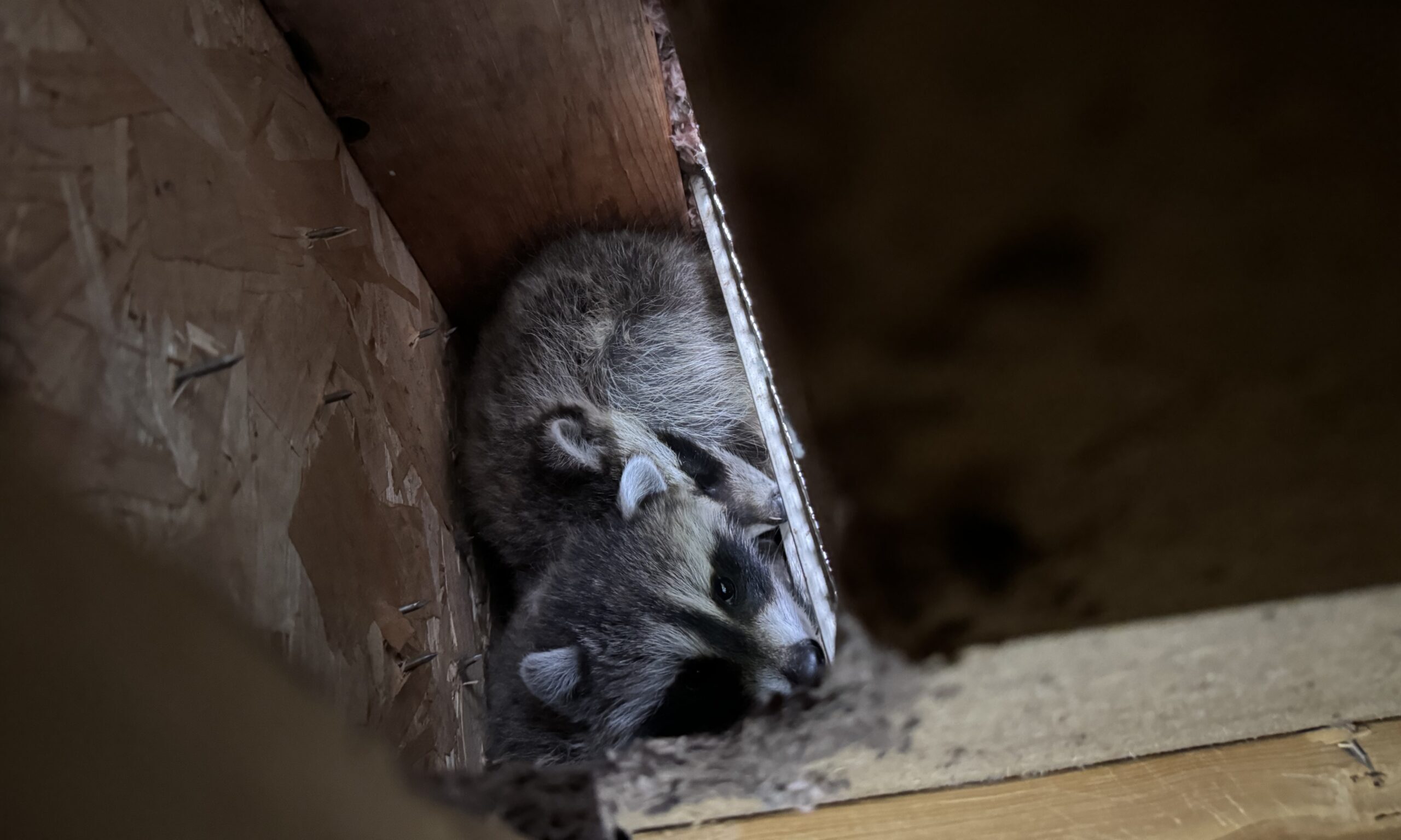 Two baby raccoons huddled together in a narrow gap between wooden floorboards and a support beam inside a dark attic.