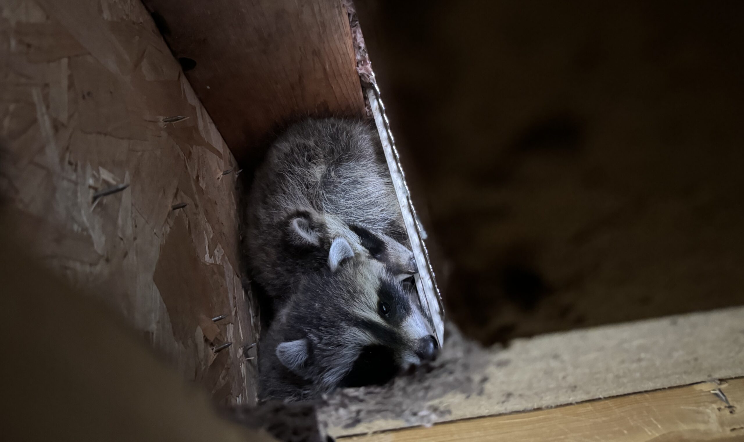 Two juvenile raccoons huddled together between wooden rafters and plywood inside a dark attic space.