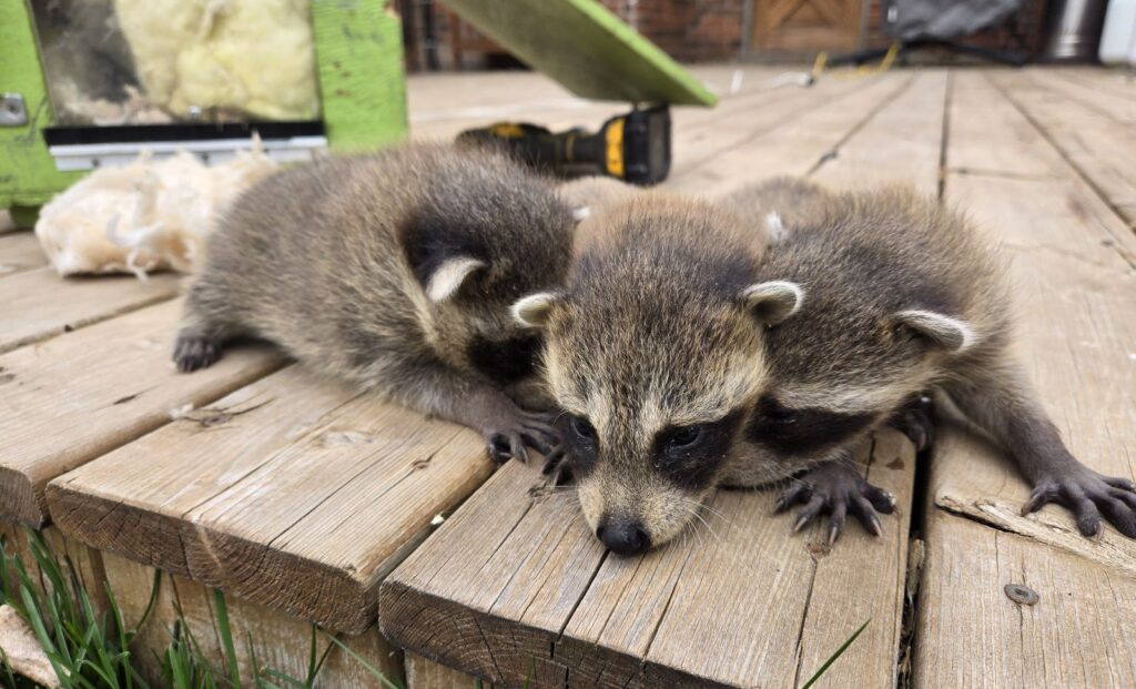 Three fluffy baby raccoons huddled together on a wooden deck during a humane wildlife removal process.