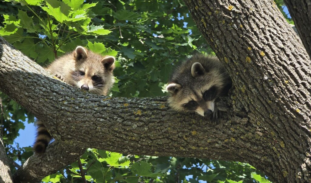 Two young raccoons peeking from high in a leafy maple tree after a humane exclusion from a home.